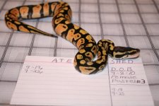 Female Pastel #3.JPG