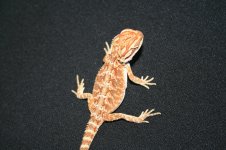 IMG_1470.jpg