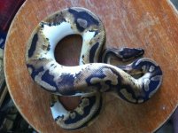 pied1.JPG