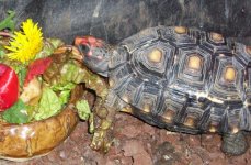 redfoot tortoise 013.jpg