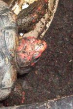 tortoise 007.jpg