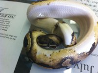 pied4.JPG