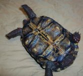 tortoise 010.jpg