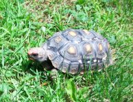 red foot tortoise 003.jpg