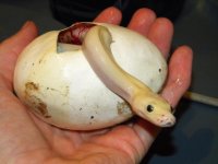 2010 leucistic 1.jpg
