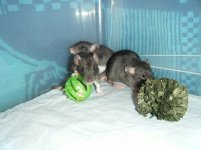 Black Berkshire Dumbo Sisters.JPG