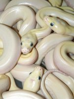 2010 leucistic 2.JPG