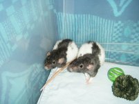 Black Hooded Rex Dumbo Sisters.jpg