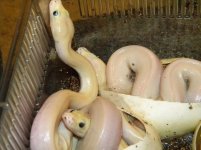 2010 leucistic 3.JPG