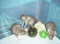 Mink Berkshire Dumbo Sisters.JPG