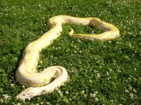 virtual tour big snakes 137.jpg