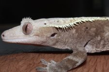 IMG_6726.JPG
