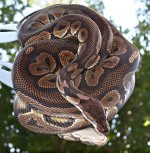 CinnamonB5.jpg