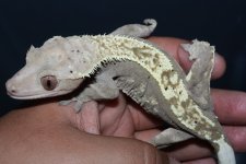 IMG_6745.jpg