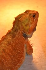 DSC_0343.jpg