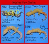 Male Sale1 copy.jpg