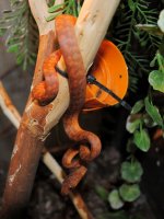 DSC_0012t2.jpg