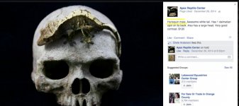 gecko.jpg