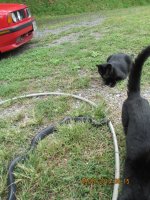 snakesncats 005.jpg