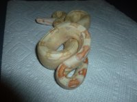 Albino Female het Anery 3 001.jpg