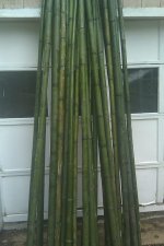 bamboo2.jpg
