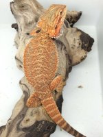 female het wits 12 inc.jpg
