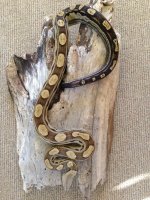 IMG_1555.jpg