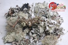 lichen.jpg