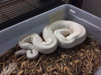 IVORY.jpg