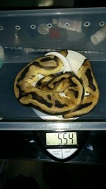 PIED.jpg