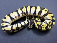 1.0%2BCitrus%2BCalico%2B130g%2B%24250.jpeg