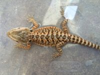 beardeddragonleatherback4-3-15.jpg