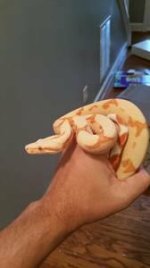 snake 2.jpg
