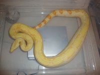 Sharp Albino.jpg
