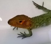 caiman1.jpg