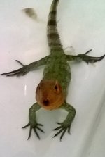 caiman2.jpg
