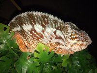 Cap Est Panther Chameleon MALE 2.jpg