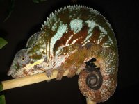 Cap Est Panther Chameleon MALE 1.jpg