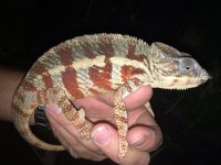 Cap Est Panther Chameleon MALE 3.jpg