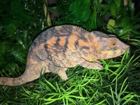 Cap Est Panther Chameleon FM.jpg