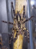 4-Ornata1.jpg