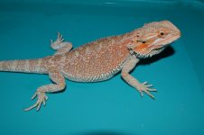 DSC_0171111111.jpg