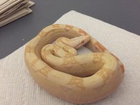 Albino Female 66% het Anery 2 3.JPG