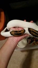 pied2.jpg
