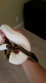 pied3.jpg