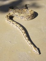 IMG_4582.JPG
