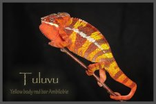 tuluvu.jpg