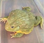 pixiefrog.jpg