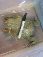 bullfrog.jpg