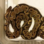 het albino.jpg